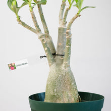 画像をギャラリービューアに読み込む, アデニウム・オベスム 4.5号