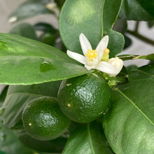 画像をギャラリービューアに読み込む, 【限定30鉢】実付き種なし金柑・ぷちまる(キンカン) 6号 ※予約商品:10/26まで 出荷予定:10/31