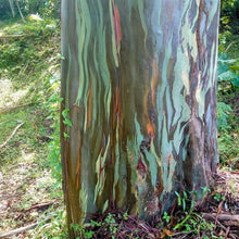 画像をギャラリービューアに読み込む, 【予約商品:10/27発送】ユーカリ・レインボーユーカリ 3ポット