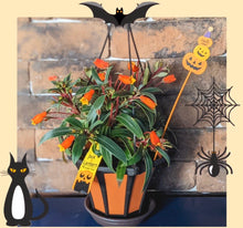 画像をギャラリービューアに読み込む, 【予約商品:10/6発送分】シーマニア・ジャックランタン 4号 1鉢