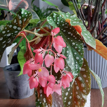 画像をギャラリービューアに読み込む, 【販売期間:6月18日まで】木立ちベゴニア ナガレボシ 6号 1鉢