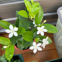 画像をギャラリービューアに読み込む, 【販売期間:6月11日まで】セイロンライティア 1鉢