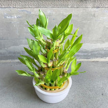 画像をギャラリービューアに読み込む, 【限定34個】ミリオンバンブー(開運竹) 3段タワー仕立て 4号 ※予約商品:12/15まで 出荷予定:12/20