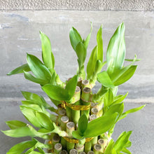 画像をギャラリービューアに読み込む, 【限定34個】ミリオンバンブー(開運竹) 3段タワー仕立て 4号 ※予約商品:12/15まで 出荷予定:12/20