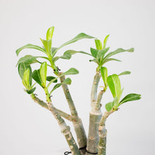 画像をギャラリービューアに読み込む, アデニウム・オベスム 4.5号