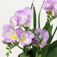 画像をギャラリービューアに読み込む, 【期間限定:1/31まで】フリージア・ブルー 4号 1鉢