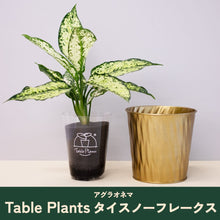 画像をギャラリービューアに読み込む, 【クリスマス限定セット】Table Plants(テーブルプランツ) アグラオネマ ※土を使わずに育てる観葉植物 ※予約商品