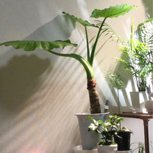 画像をギャラリービューアに読み込む, クワズイモ 7号 シンプル鉢カバーセット