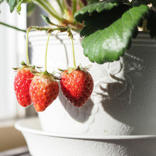 画像をギャラリービューアに読み込む, 【予約商品:10/17発送】イチゴ苗 5品種セット (ポット苗)