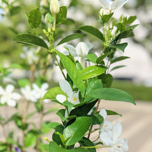 画像をギャラリービューアに読み込む, マツリカ(茉莉花:アラビアンジャスミン)3.5号 3ポット