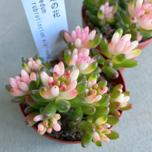 画像をギャラリービューアに読み込む, 【予約商品:5/26発送】虹の花 多肉植物  2.5号 2ポットセット