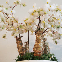 画像をギャラリービューアに読み込む, 【予約商品:3/15発送】さくらベゴニア 5号 1鉢