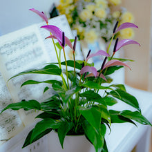 画像をギャラリービューアに読み込む, 【販売期間:7/2まで】アンスリウム・ジゾー(ムラサキ)5号 1鉢