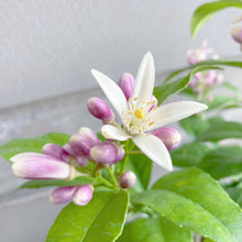 画像をギャラリービューアに読み込む, 【販売期間:6月11日まで】レモンの木 リスボン 5号 1鉢