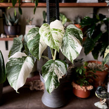 画像をギャラリービューアに読み込む, 斑入りモンステラ 4号 1鉢