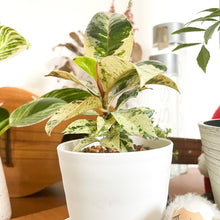 画像をギャラリービューアに読み込む, フィカス・ジン 4号 1鉢