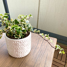 画像をギャラリービューアに読み込む, アイビー(ヘデラ・ヘリックス'グレイシャー') 6号 弦の長さ100cm