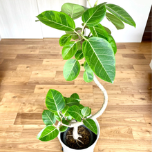 画像をギャラリービューアに読み込む, 【一点物】フィカス・アルテシーマ 10号 高さ約150cm 沖縄の観葉植物 No.158