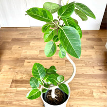 画像をギャラリービューアに読み込む, 【一点物】フィカス・アルテシーマ 10号 高さ160〜180cm 沖縄の観葉植物 No.168