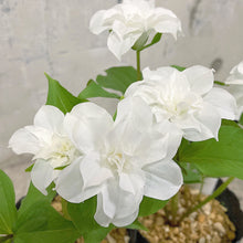 画像をギャラリービューアに読み込む, 【予約販売:3/22発送】エンレイソウ・フロレプレノ 3.5号