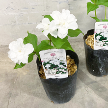 画像をギャラリービューアに読み込む, 【予約販売:3/22発送】エンレイソウ・フロレプレノ 3.5号