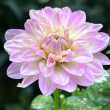 画像をギャラリービューアに読み込む, 【予約商品:3/15発送】ダリア・サクラメロディー 4号