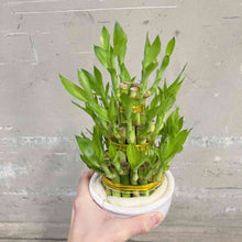 画像をギャラリービューアに読み込む, 【限定34個】ミリオンバンブー(開運竹) 3段タワー仕立て 4号 ※予約商品:12/15まで 出荷予定:12/20