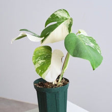 画像をギャラリービューアに読み込む, 【期間限定:2/25まで】斑入り モンステラ 5号