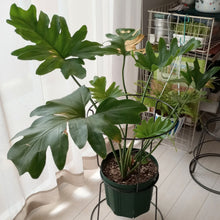 画像をギャラリービューアに読み込む, フィロデンドロン・セローム 6号