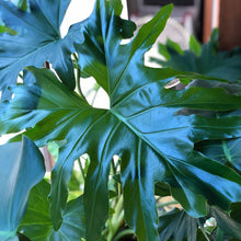 画像をギャラリービューアに読み込む, フィロデンドロン・セローム 6号