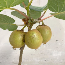 画像をギャラリービューアに読み込む, キウイ・スーパーゴールド 5号