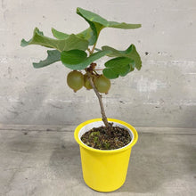 画像をギャラリービューアに読み込む, キウイ・スーパーゴールド 5号