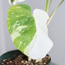 画像をギャラリービューアに読み込む, 【期間限定:2/25まで】斑入り モンステラ 5号