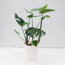 画像をギャラリービューアに読み込む, モンステラ・デリシオサ 8号 高さ約70cm〜80cm F4~5,7
