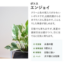 画像をギャラリービューアに読み込む, 【土を使わない観葉植物】テーブルプランツ キューブ (Table Plants CUBE) ポトス2品種寄せ植え
