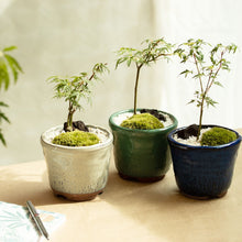 画像をギャラリービューアに読み込む, もみじのミニ盆栽 萬古焼鉢セット 3.5号 1鉢