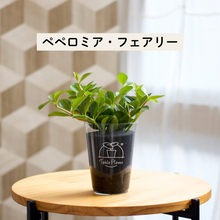 画像をギャラリービューアに読み込む, 【土を使わない観葉植物】テーブルプランツ(Table Plants) ペペロミア