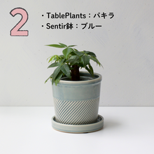 画像をギャラリービューアに読み込む, 【土を使わない観葉植物】テーブルプランツ(Table Plants)1品種×Sentir鉢セット