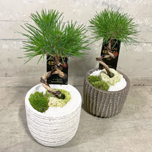 画像をギャラリービューアに読み込む, 【予約商品:12/8発送分】黒松 風美鉢 4号 1鉢