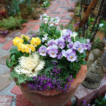 画像をギャラリービューアに読み込む, 【予約商品:1/19以降発送】パンジー 3号 4ポットセット