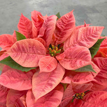 画像をギャラリービューアに読み込む, 【限定54個】ポインセチア・ピンクシャンパン4号※予約商品:11/10まで 出荷予定:11/15より