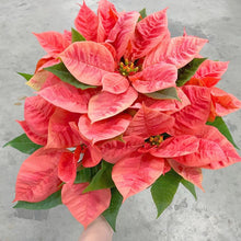 画像をギャラリービューアに読み込む, 【限定54個】ポインセチア・ピンクシャンパン4号※予約商品:11/10まで 出荷予定:11/15より