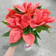 画像をギャラリービューアに読み込む, 【限定54個】ポインセチア・ピンクシャンパン4号※予約商品:11/10まで 出荷予定:11/15より