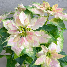 画像をギャラリービューアに読み込む, 【限定56鉢】プリンセチア・ロゼマーブル 4号 ※予約商品:11/23まで 出荷予定:11/28