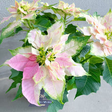 画像をギャラリービューアに読み込む, 【限定56鉢】プリンセチア・ロゼマーブル 4号 ※予約商品:11/23まで 出荷予定:11/28