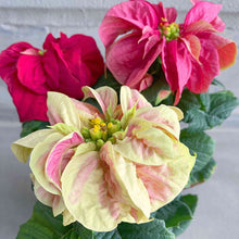 画像をギャラリービューアに読み込む, 【限定54個】ポインセチア・ウィンターローズ(MIX) 4号 ※予約商品:11/17まで