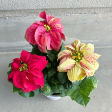 画像をギャラリービューアに読み込む, 【限定54個】ポインセチア・ウィンターローズ(MIX) 4号 ※予約商品:11/17まで