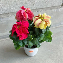 画像をギャラリービューアに読み込む, 【限定54個】ポインセチア・ウィンターローズ(MIX) 4号 ※予約商品:11/17まで