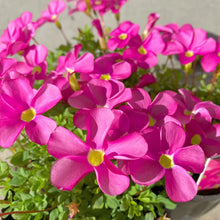 画像をギャラリービューアに読み込む, 【予約商品:1/16発送】オキザリス・もものかがやき 3.5号 3ポットセット