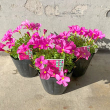 画像をギャラリービューアに読み込む, 【予約商品:1/16発送】オキザリス・もものかがやき 3.5号 3ポットセット